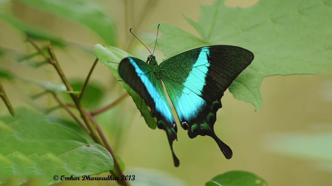 Malabar Banded Peacock